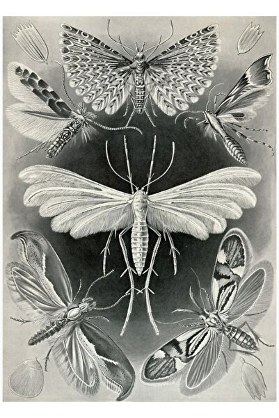 Universal Moths of the Fungi - Ernst Haeckel Poster decorativ din lemn pictat