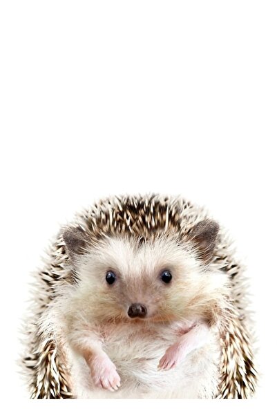 Universal Hedgehog Print, Zouzounio Art Painting Wood Poster Decorative