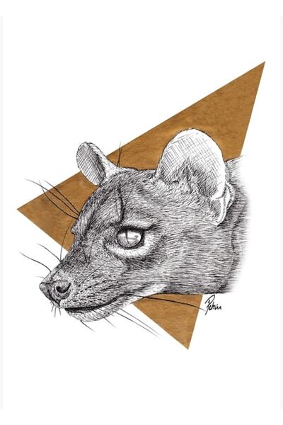 Universal Fossa Χρυσό Τρίγωνο Πίνακας Ξύλινη Διακοσμητική Αφίσα