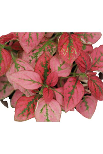 AKDOĞA Hipoestes Phyllostachya - Hostes Çiçeği Kırmızı Çilli Yaprak Çiçeği