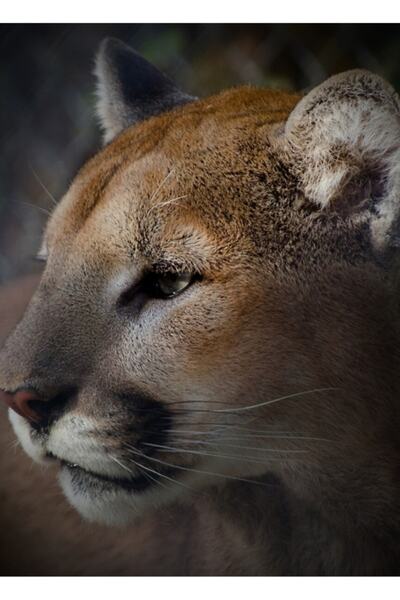 Universal Poster decorativ din lemn Puma Tablo