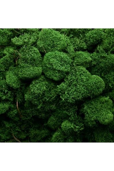 trendbahce Reindeer Moss Forest Green Şoklanmış Ithal Norveç Yosunu