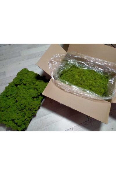 trendbahce Reindeer Moss Lime Green Şoklanmış Norveç Ithal Yosunu 4 Kg