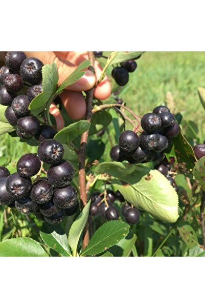 GojiberryTürkiye Aronia / Aronya Fidanı 1 Yaş 30-40 Cm