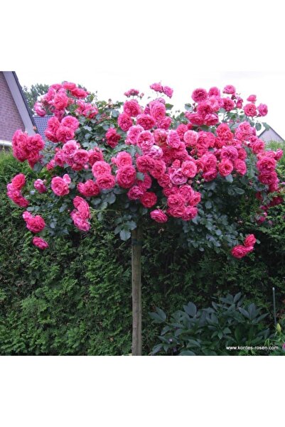 OLİMPOS TARIM 2 Adet Açık Kök Pembe Baston Gül Fidanı 1 Yaşında 35 Cm