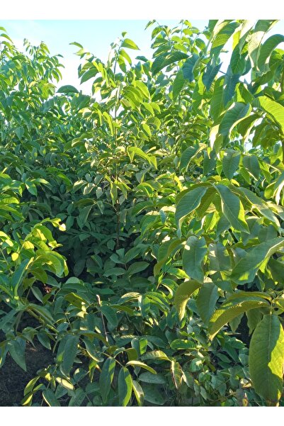 KASABALI FİDANCILIK Açık Kök Chandler Aşılı Ceviz Fidanı