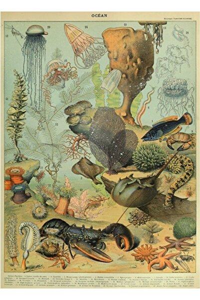 Universal Adolphe Millot Ocean B Tablo Poster din lemn decorativ