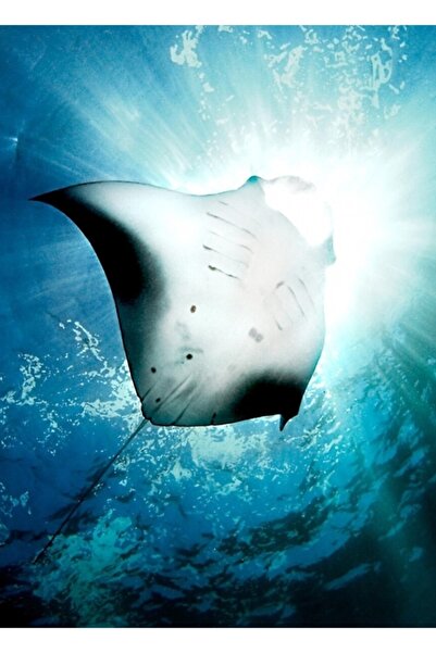 Universal Sun Diver - Ξύλινη Διακοσμητική Αφίσα Τέχνης Μάντα Ντιβέρ