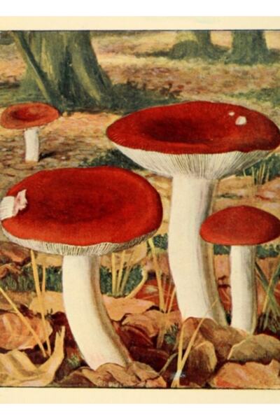 Universal Poster decorativ din lemn cu tablou cu ciuperci naturaliste