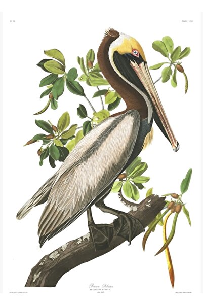 Universal Καφέ Πελικάνος - Ζωγραφιά του Τζον Τζέιμς Ωντουμπόν, Ξύλινη Διακοσμ...