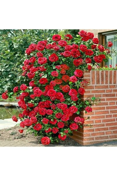 OLİMPOS TARIM 3 Adet Açık Kök Gül Fidanı 1,5 Yaşında Kırmızı Yediveren Sarmaş...