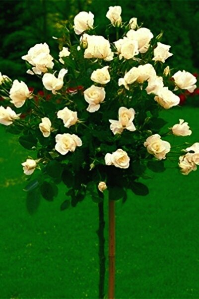 ÇİÇEKFLİX Beyaz Gül Fidan Baston 1 Adet Açık Kök 30-40cm