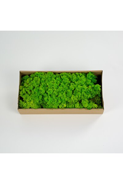 trendbahce Reindeer Moss Spring Green Şoklanmış Ithal Norveç Yosunu 500gr