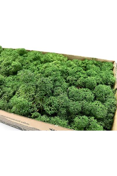 trendbahce Reindeer Moss Dark Green Şoklanmış Ithal Norveç Yosunu 500gr