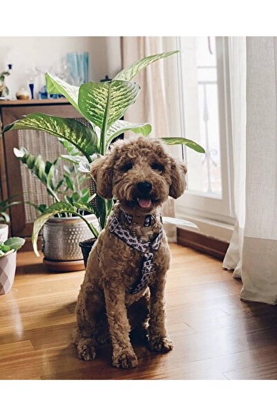 Jimi pet Tasma Seti Small Beden Starbucks Model