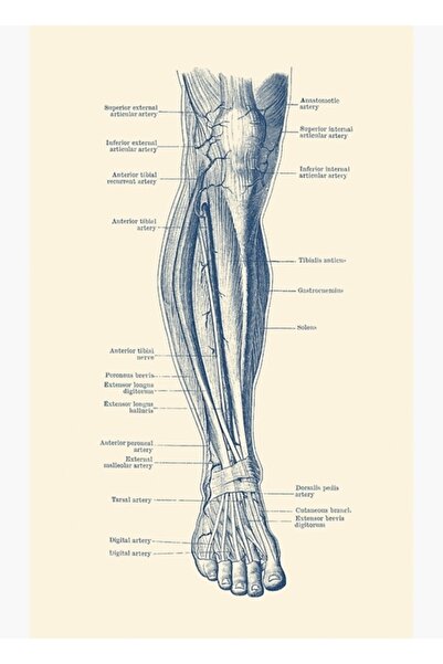 Universal Διάγραμμα Ποδιών - Διάγραμμα Ανθρώπινου Κυκλοφοριακού Συστήματος Ξύ...