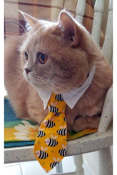 stylie Yellow Tie Bow Tie Set of 2, For Cats And Small Breed Dogs