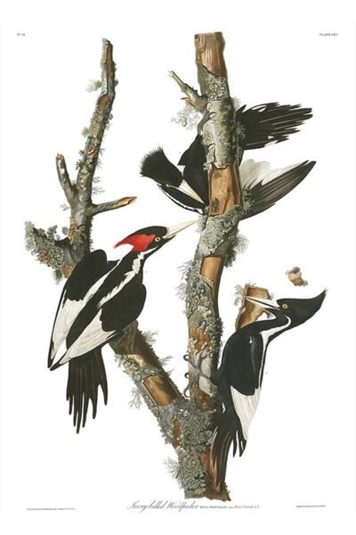 Universal Διακοσμητική ξύλινη αφίσα με ζωγραφική του John James Audubon - Το ...