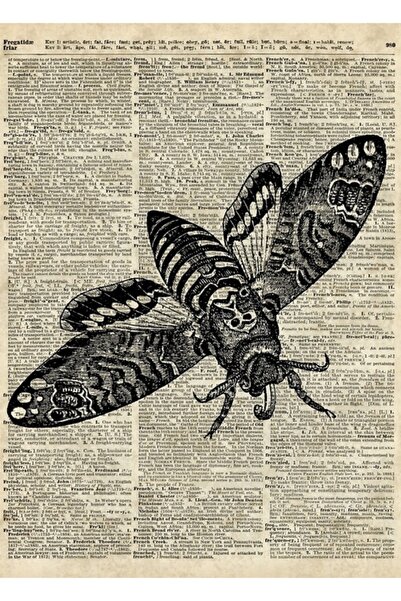 Universal Σκαθάρι, Πετώντας τον ουρανό πάνω από τη σελίδα του λεξικού, Ξύλινη...