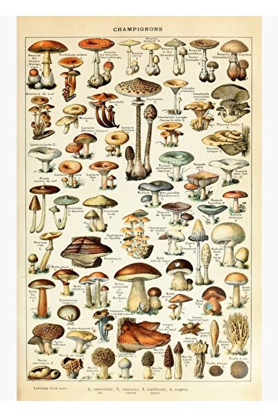 Universal Champignon I Vintage Fransız Mantar Tablosu Adolphe Millot Tablo Ahşap Poster Dekoratif