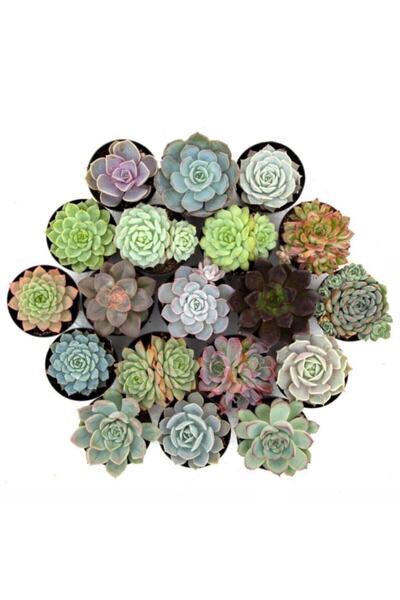 OSKARYUM Sukulent, Kaktüs Seti 10 Adet