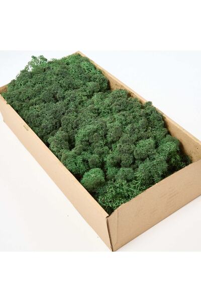 trendbahce Reindeer Moss Dark Green Şoklanmış Ithal Norveç Yosunu 500gr