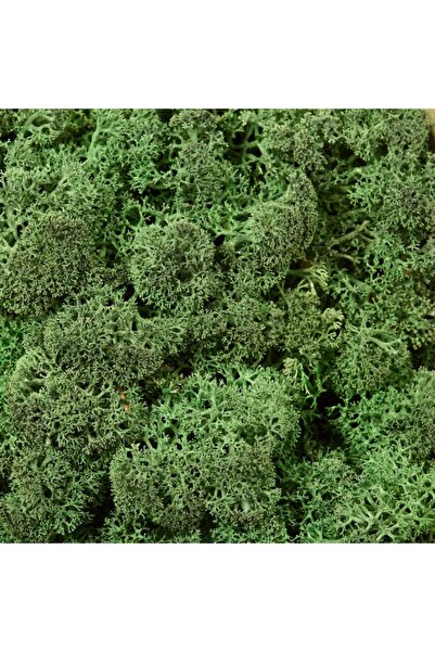 trendbahce Reindeer Moss Dark Green Şoklanmış Ithal Norveç Yosunu 500gr