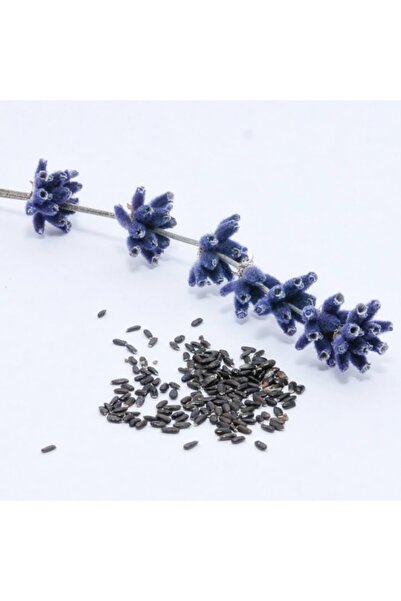 Lavanta Şarköy Tıbbi Lavanta Tohumu 100 Adet (lavandula Angistafolia)