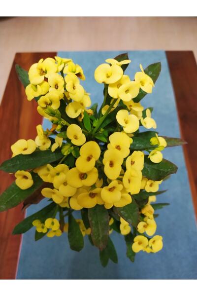 Genel Markalar Bol Çiçekli Dev Ithal Dikenler Tacı