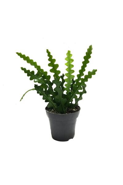 Betonish Epiphyllum Anguliger - Atlas Çiçeği