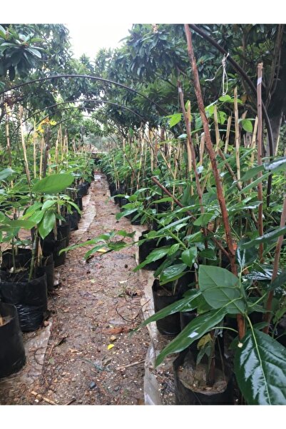 Alanya Özlem Avokado Fidanı 90 Adet Fuerte Veya Has Avokado Fidanı