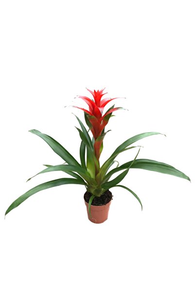 Betonish Guzmania Lingulata 'red' (GUZMANYA)