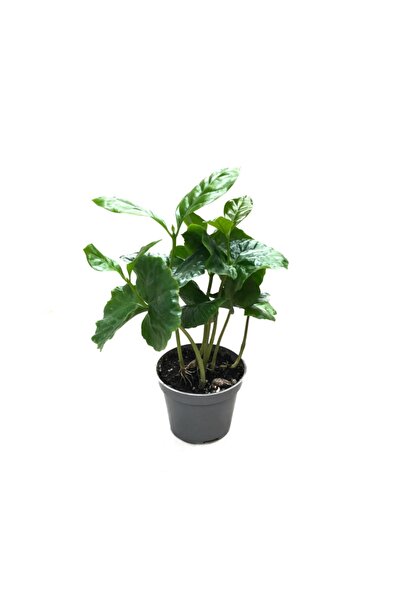 Betonish Coffea Arabiaca (KAHVE BİTKİSİ)