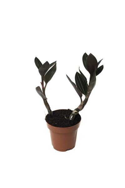 Betonish Ludisia Discolor (MÜCEVHER ORKİDE ÇİÇEĞİ)