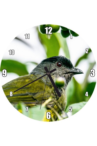 Cakatablo Gray Yellow Bird and Green Fruits on a Branch Wall Clock (Diameter ...