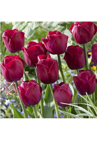 Genel Markalar Bordo Lale Soğanı 5 Adet