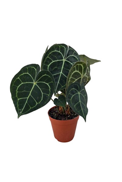 Betonish Anthurium Clarinervium