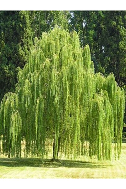 Genel Markalar Salkım Söğüt Fidanı