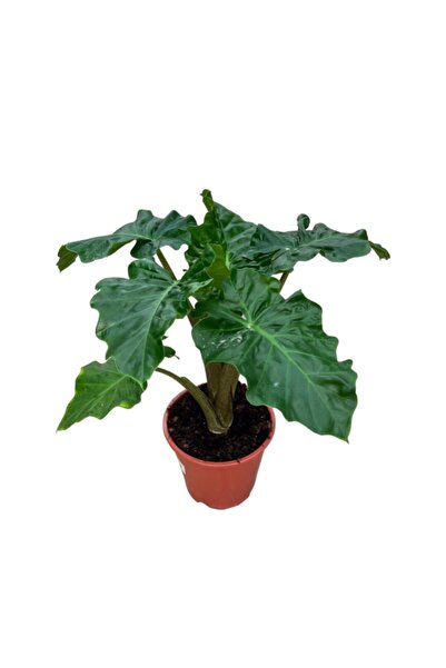 Betonish Alocasia 'low Rider'
