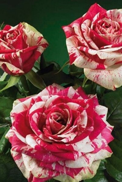 ÇİÇEKFLİX Gül Fidani Özel Renk 1 Adet Fide Açik Kök 30-40cm