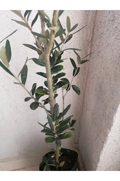 ZEYTİN Zeytin Fidanı ( Gemlik ) 40-50 Cm