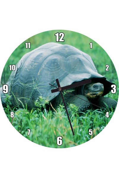 Generic Brand Turtle Visual Wall Clock in the Green Meadow (Diameter 30X30 cm)