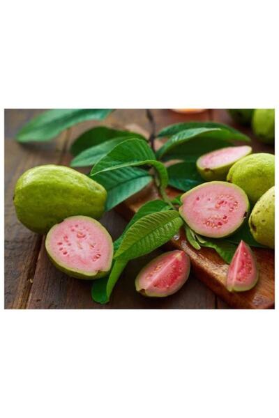 Genel Markalar Çilek Guava Meyvesi Fidanı