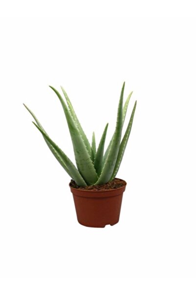 OSKARYUM Aloe Vera Bitkisi 25-30 Cm