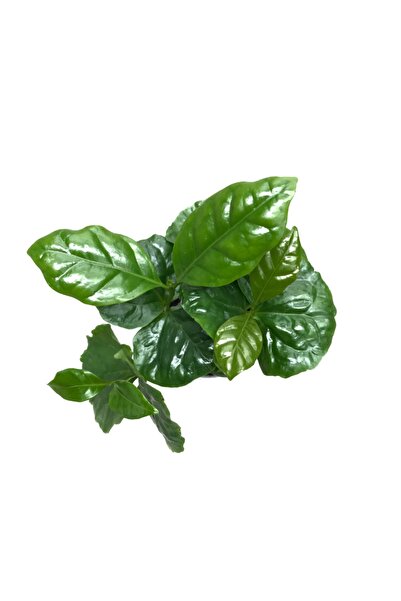 Betonish Coffea Arabiaca (KAHVE BİTKİSİ)