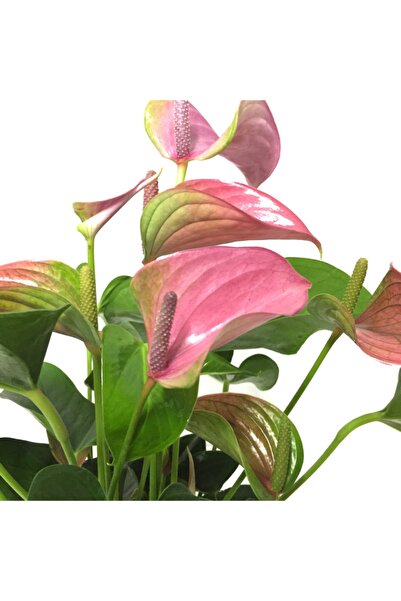 Betonish Anthurium Andraeanum 'pink' (FLAMİNGO ÇİÇEĞİ)