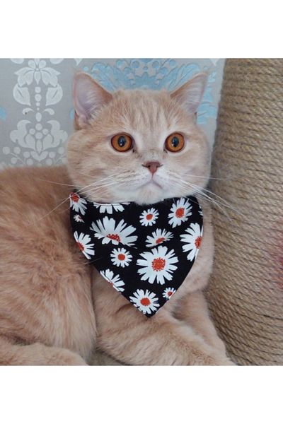 stylie Black Daisy Cat And Small Breed Dog Scarf