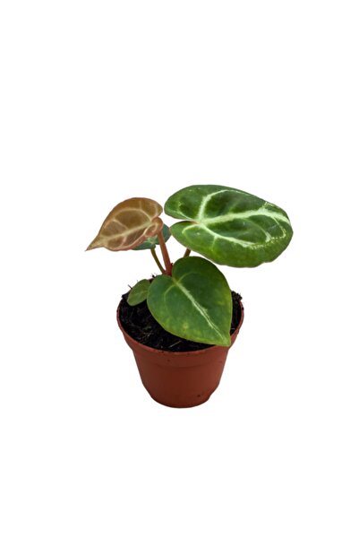 Betonish Anthurium Crystallinum 'Silver Blush'