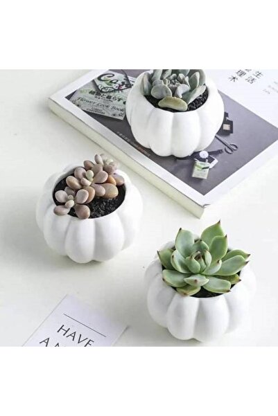 FLORADA El Yapımı Ham 3'lü Kabak Tasarımlı Mini Dekoratif Saksı Seti