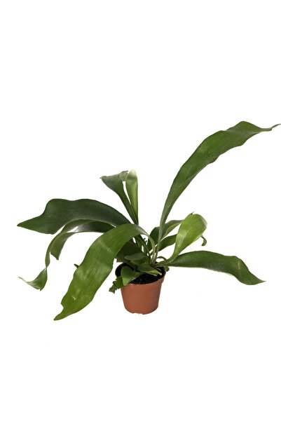 Betonish Platycerium Bifurcatum (Geyik Boynuzu Bitkisi)